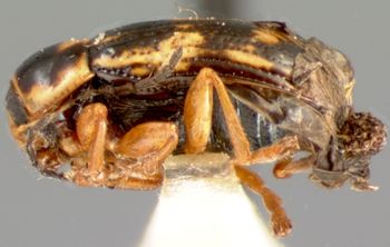 Media type: image; Entomology 9273   Aspect: habitus lateral view